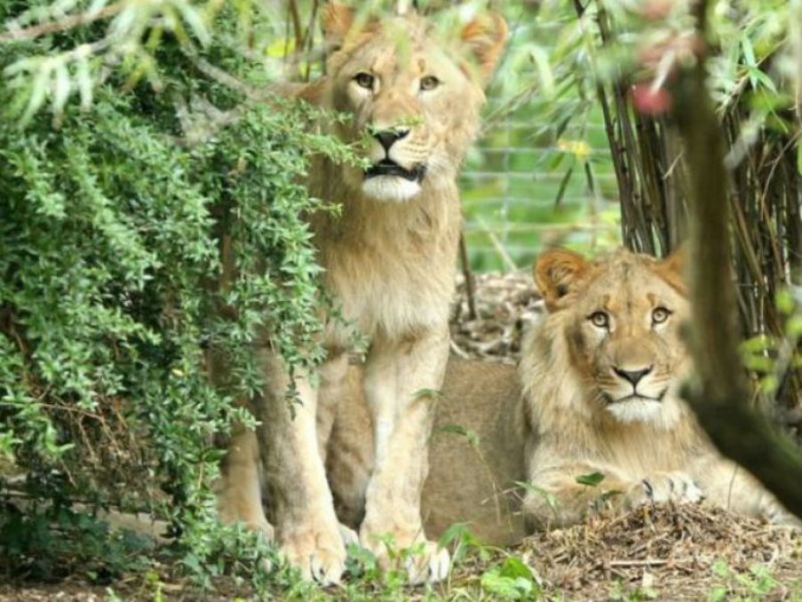 Njemačka: Odbjegli lav ubijen, drugi uhvaćen