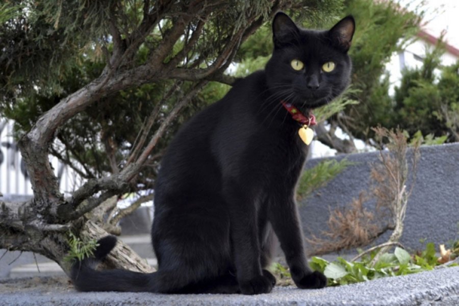 Crne mačke apsorbuju negativnost, a persijske iscjeljuju