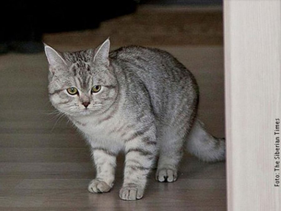 Rus prodao mačka "s natprirodnim moćima" za 78.000 evra