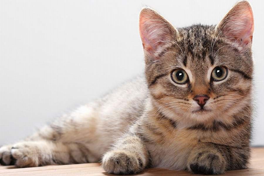 Boja očiju mačke usko povezana sa njenim sluhom?