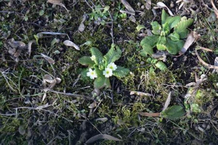 Proljeće se bliži, u centru Banjaluke procvjetala jagorčevina