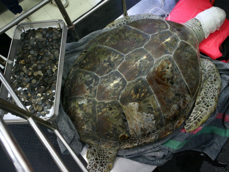 Najbogatija kornjača na svijetu: Progutala 915 novčića