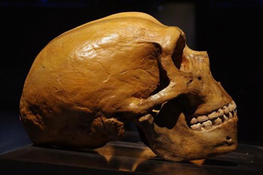 Pronađena lobanja "pradjeda" neandertalaca