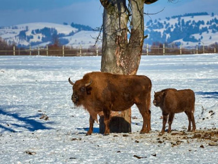 Na Dan planete u parku Banf rođen prvi bizon poslije 140 godina
