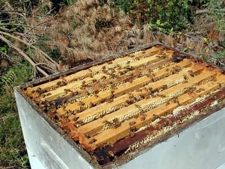 Slovenija: Inicijativa da se pčele proglase ugroženom vrstom