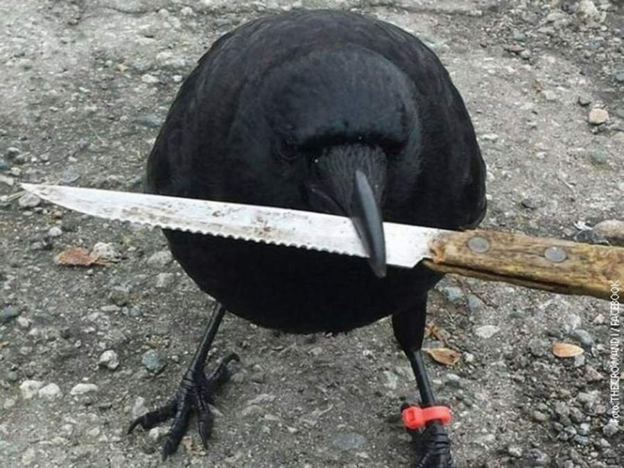 Vankuver u strahu od vrane razbojnika – napada poštare i krade oružje