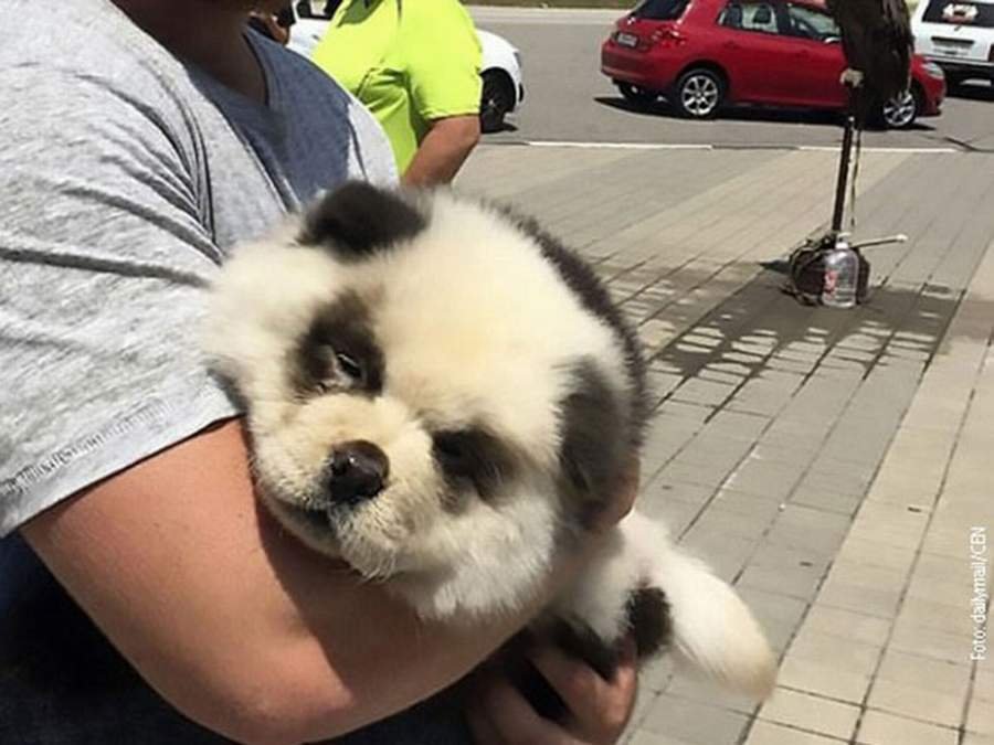 Ofarbao psa kao pandu, pa naplaćivao turistima fotografisanje