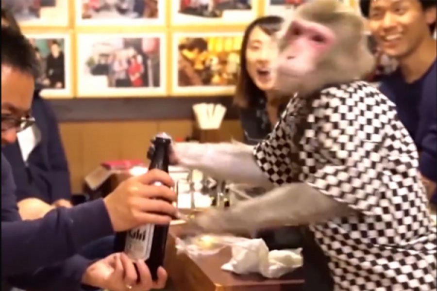 Restoran u kome će vas uslužiti neobični konobari - majmuni