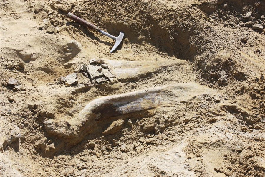 Slučajno otkriven kostur triceratopsa u Koloradu