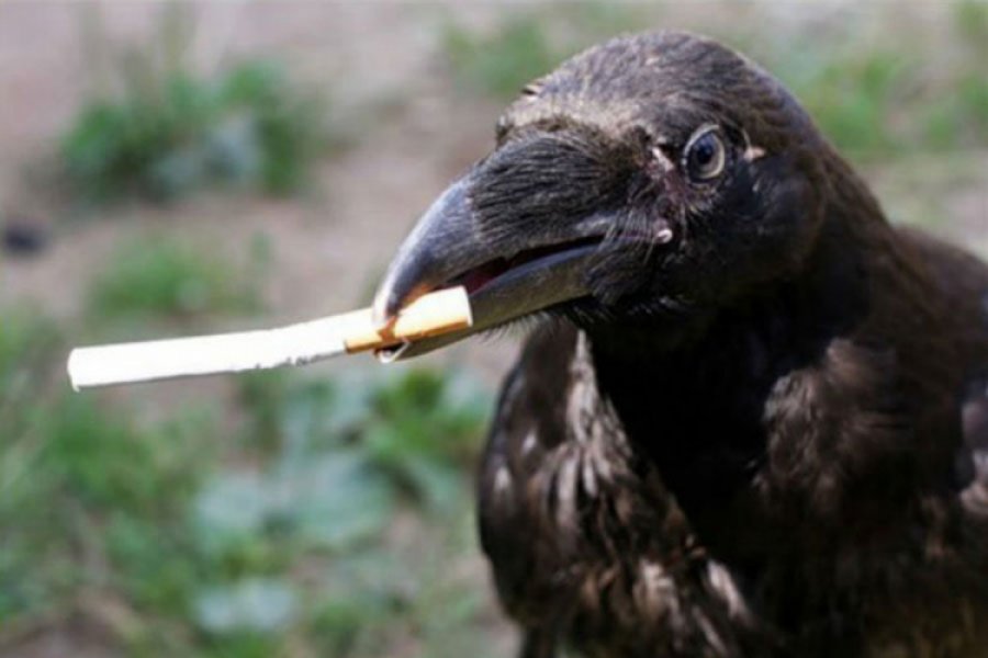 Holanđani obučavaju vrane da sakupljaju opuške