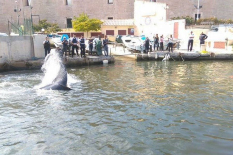 Zbunjeni kit blokirao francusku luku