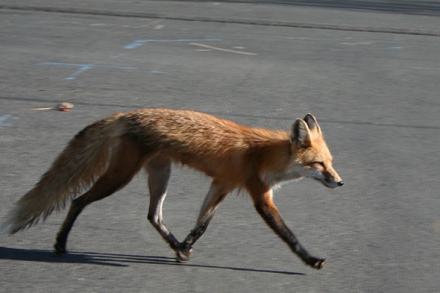 Lisica šeta tranzitom, medvjed na Banj brdu