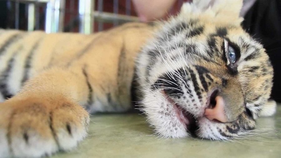 Meksiko: Mladunče tigra poslato brzom poštom