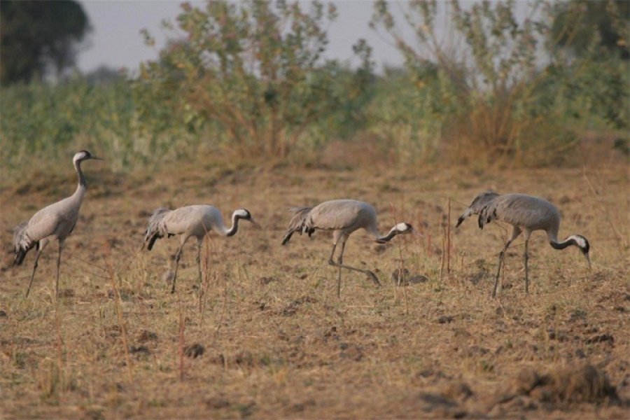 Ždralovi se na putu iz Afrike zaustavili u Crnoj Gori​