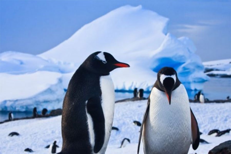 Antarktičkim kraljevskim pingvinima prijeti izumiranje