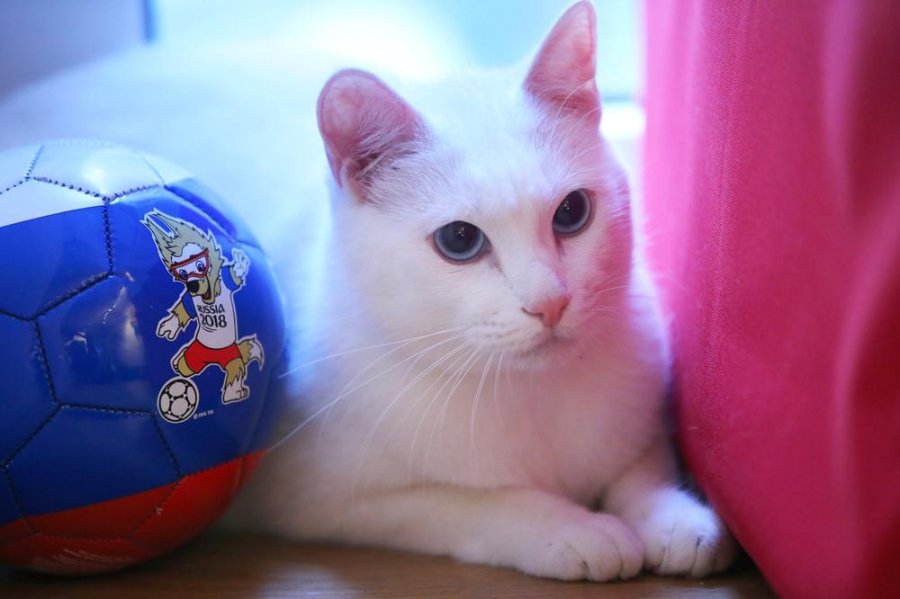 Mačak Ahil zvanični "prorok" Svjetskog prvenstva u Rusiji