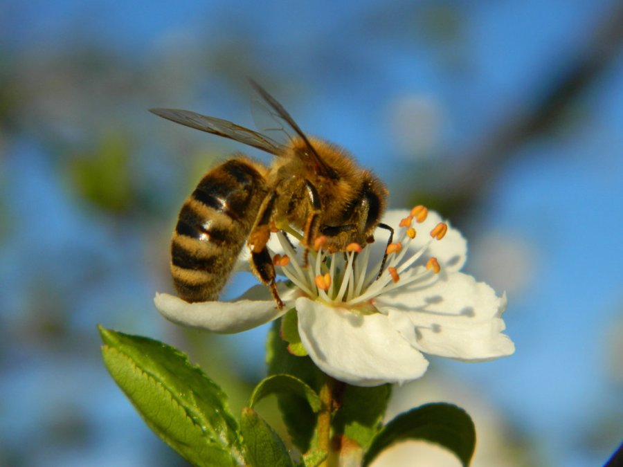 Pčele "zarade" 22 milijarde evra godišnje