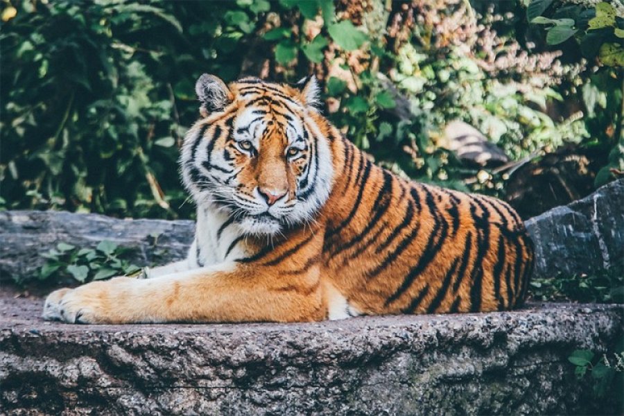 Ubijeno 11 tigrova zbog rituala​