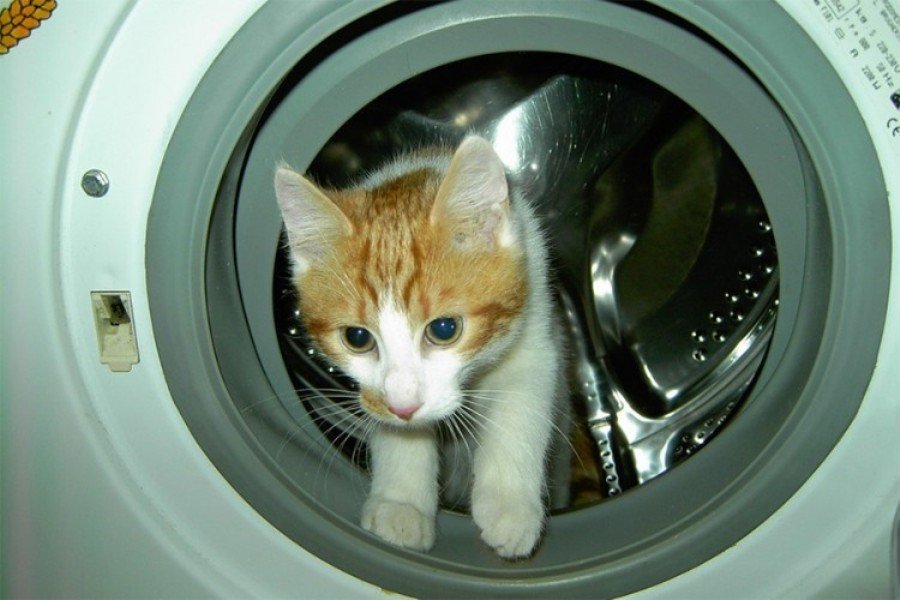 Mačka preživjela pranje u veš mašini