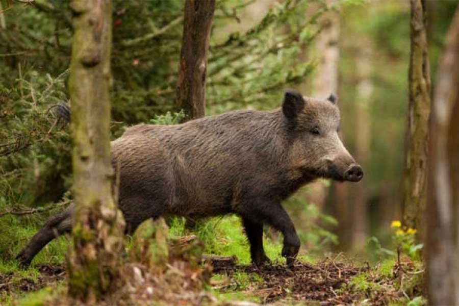 Ministarstvo poljoprivrede RS donijelo akte za odstrel divljih svinja