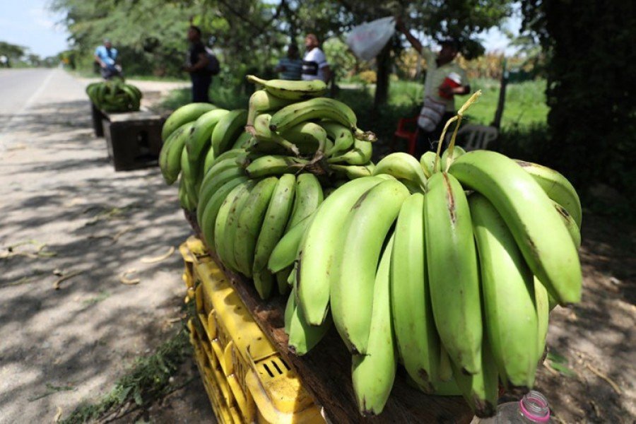 Opasna bolest napala banane, tržište ugroženo
