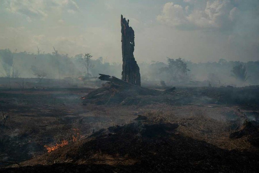 DW: Šteta od požara u Amazoniji se ne može popraviti