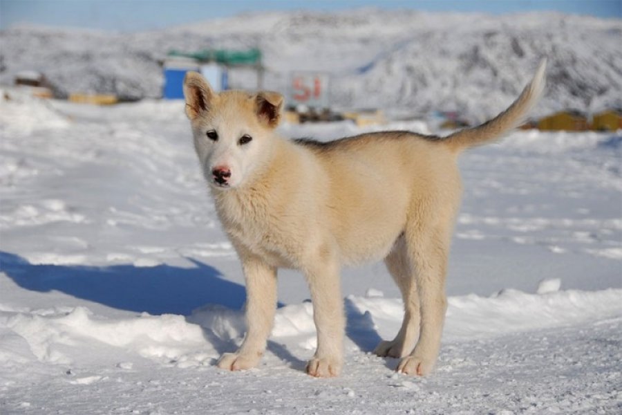 I psi su ugroženi na Grenlandu