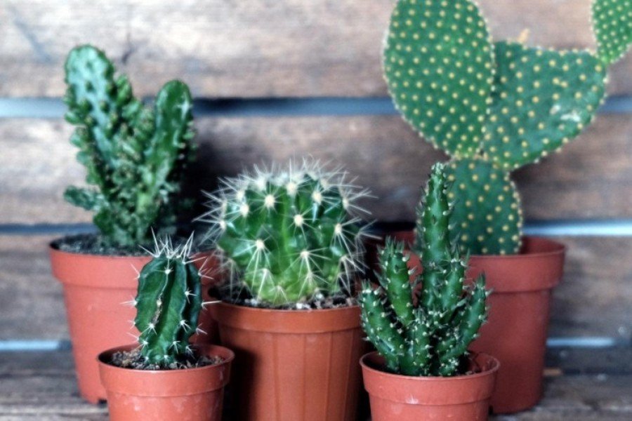 Kaktusi - nezahtjevne kućne biljke