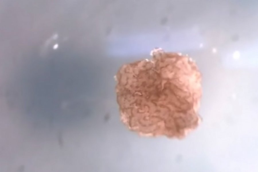 Naučnici stvorili "žive robote" od matičnih stanica žaba