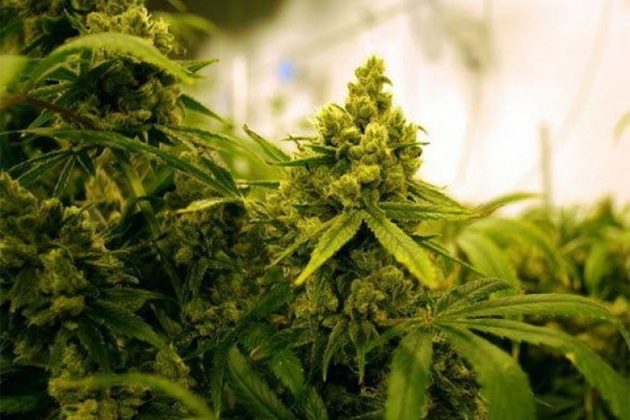 U Banjaluci oduzeto oko 350 grama marihuane