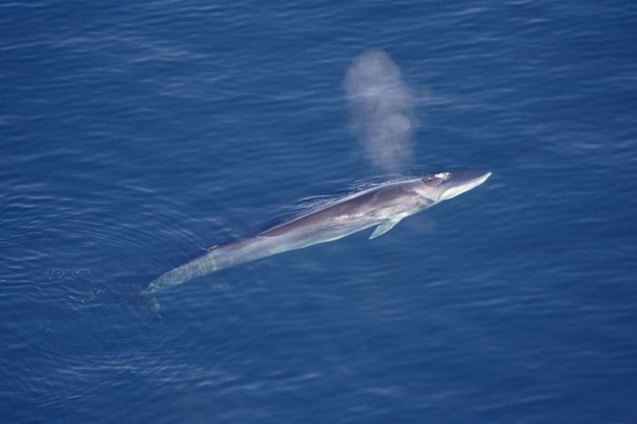 U hrvatskom moru primijećena rijetka vrsta kita