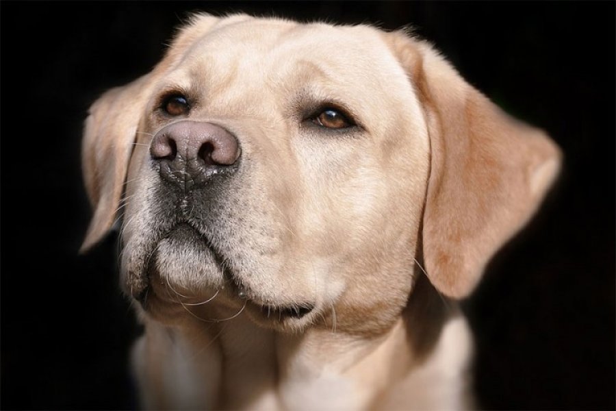 Psi u 94 odsto slučajeva nanjuše osobu zaraženu virusom korona