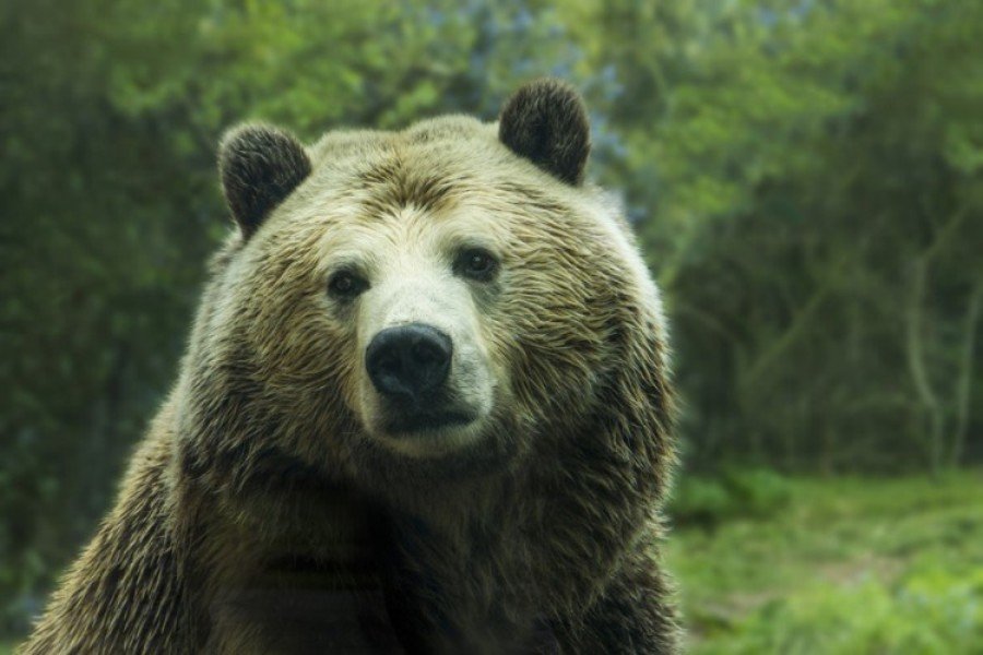 Uhvaćen najtraženiji medvjed na svijetu