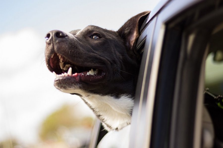 Novo istraživanje: Srce psa kuca brže kad mu vlasnik kaže da ga voli