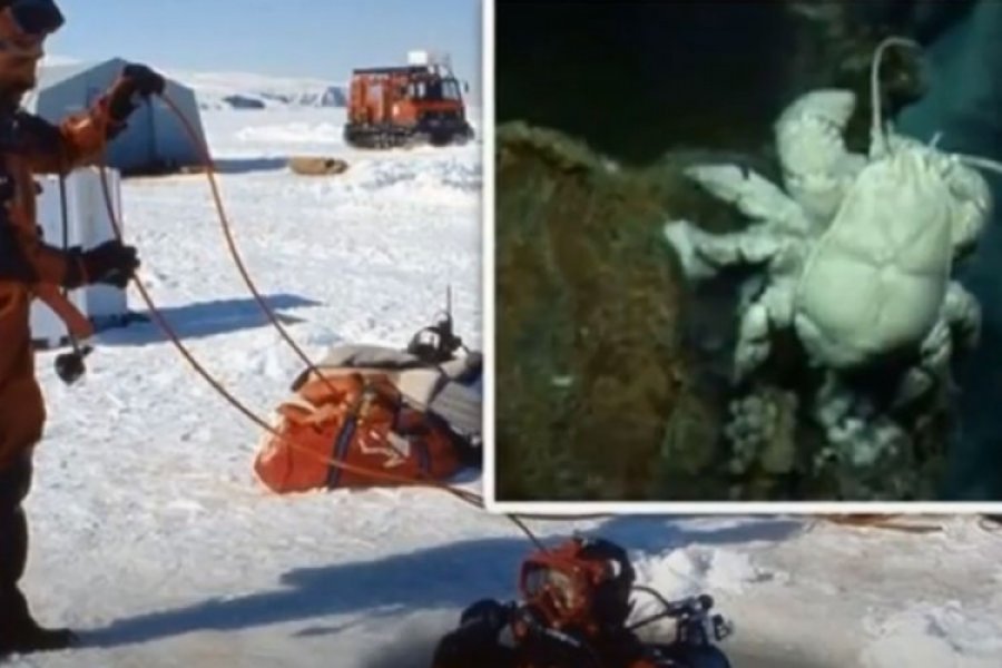 Naučnici ispod okeana na Antarktiku otkrili novi život