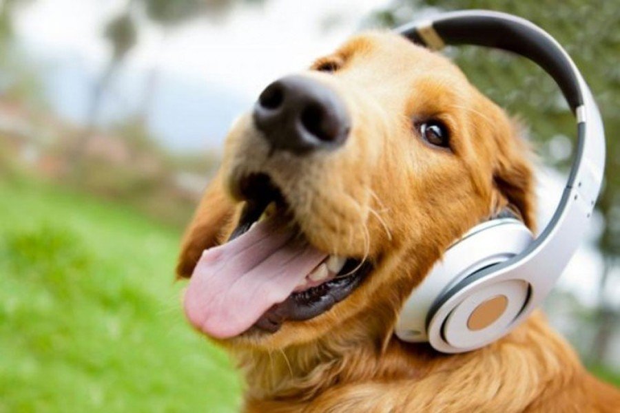 Zašto psi zavijaju na muziku?