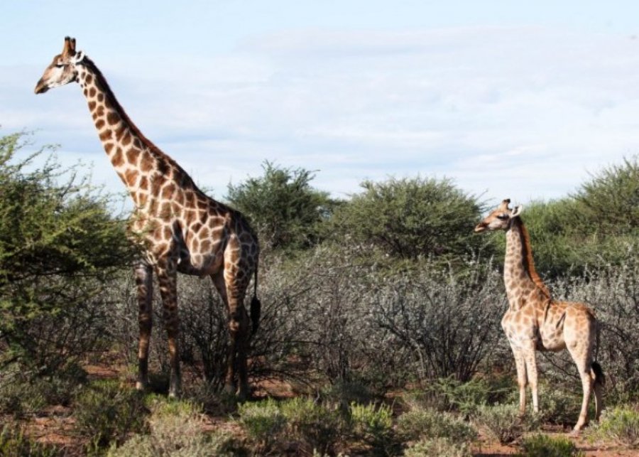 Patuljaste žirafe primjećene u Africi