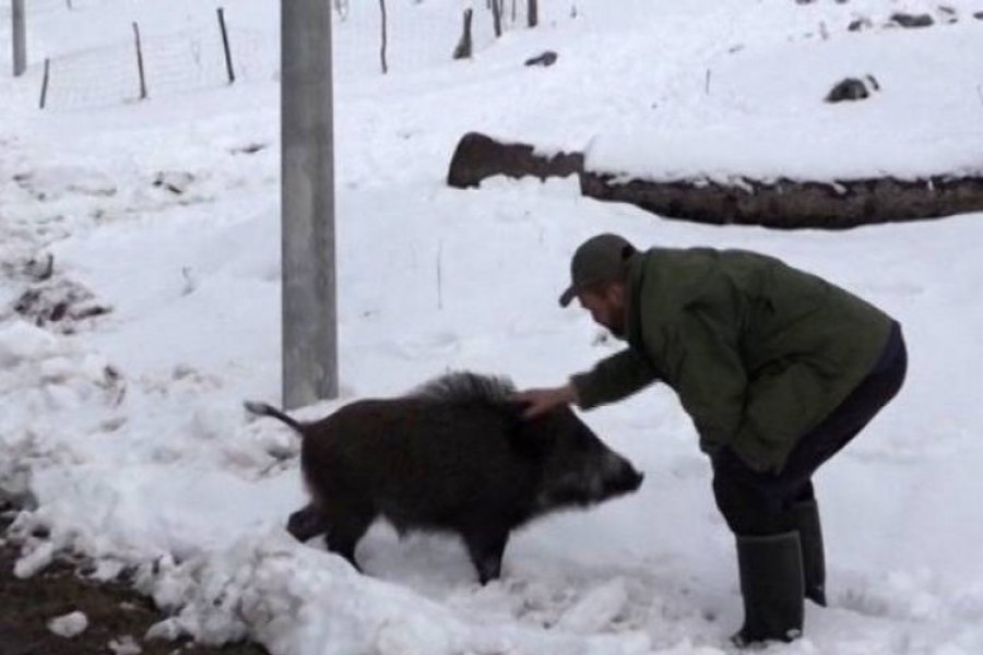 Vepar Tito kućni ljubimac lovca Slavka