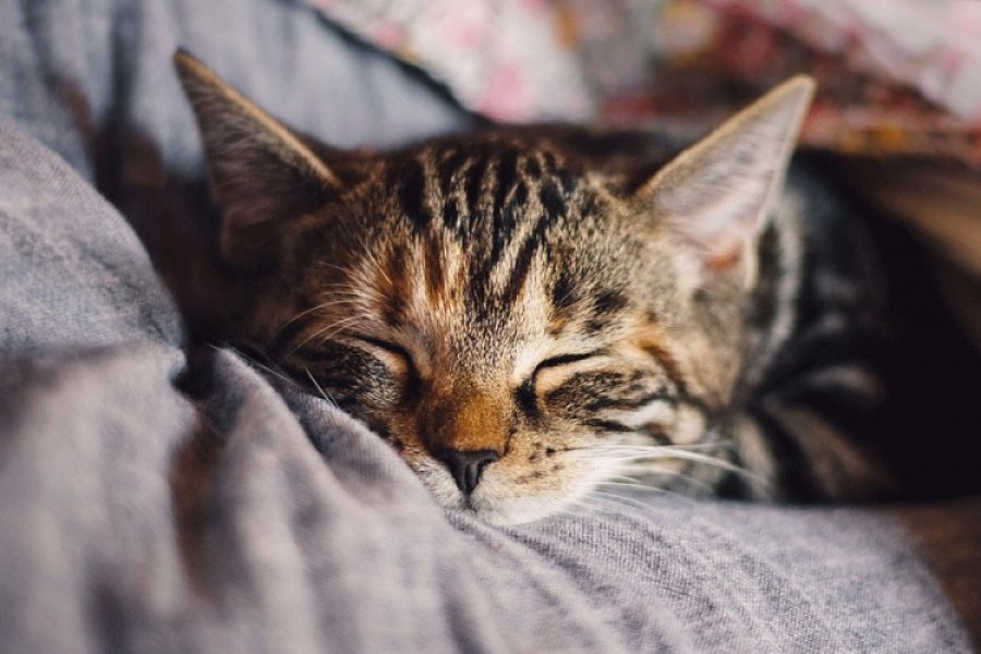 Zašto mačke vole spavati vlasnicima pod nogama