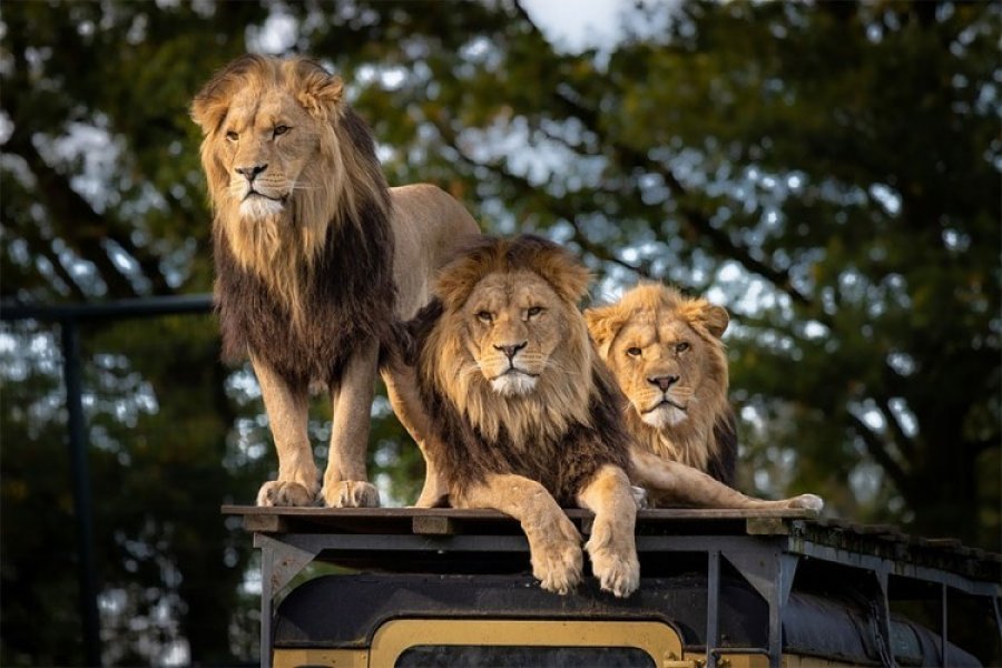 U zoološkom vrtu osam lavova zaraženo virusom korona