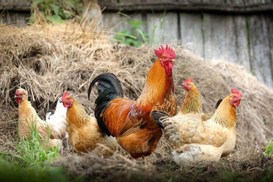 Preporuka zdravstvenih vlasti SAD: Ne ljubite kokoši