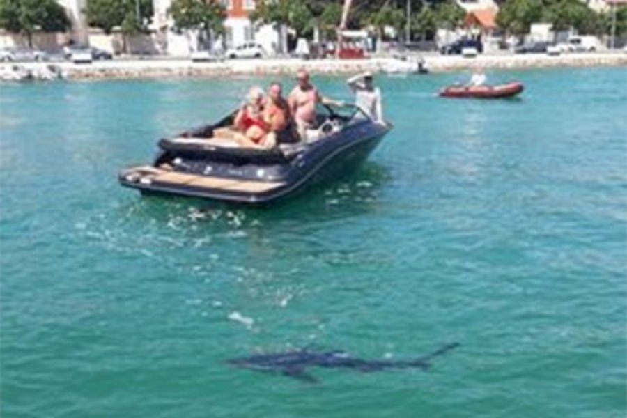 Morski pas cijeli dan plivao uz obalu Jadrana, snimili ga turisti