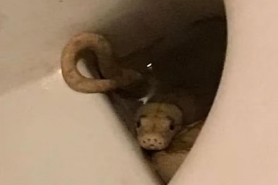 Sjeo na wc šolju pa ga ugrizla zmija