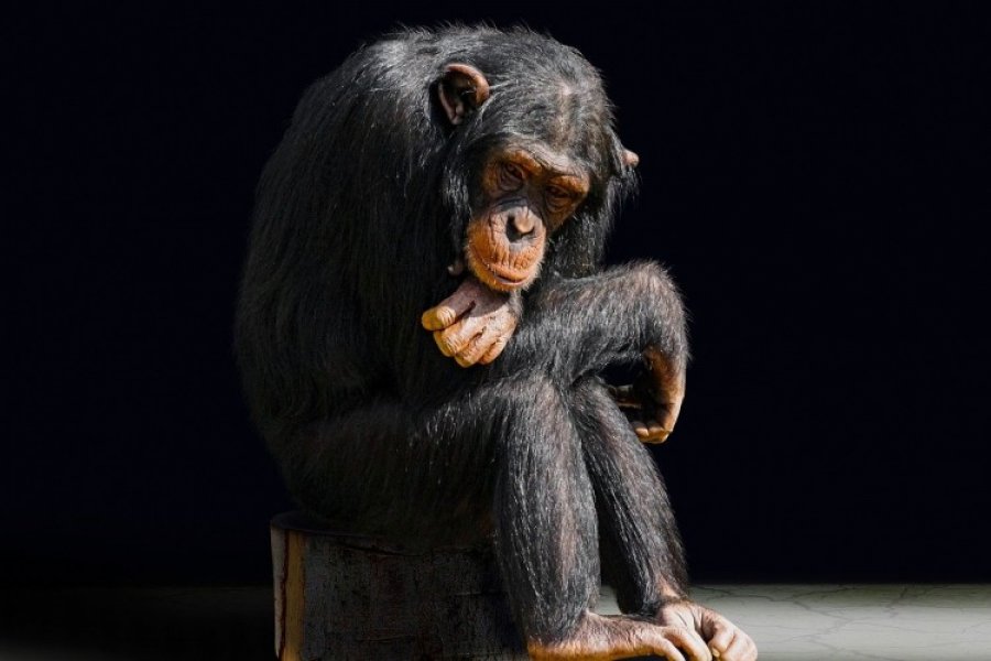 Vrt zabranio ženi da posjećuje šimpanzu