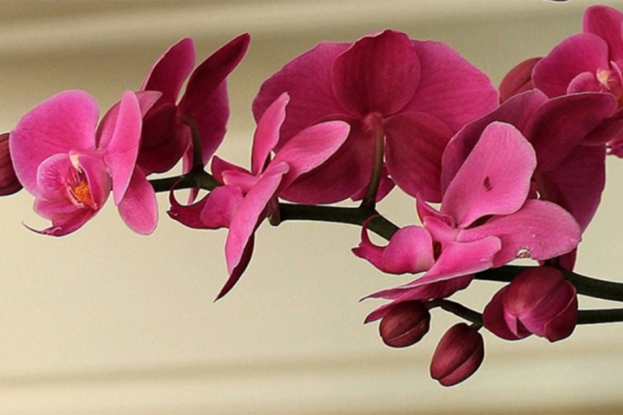 Domaća prihrana za orhideje: Ovo su tri jednostavna recepta