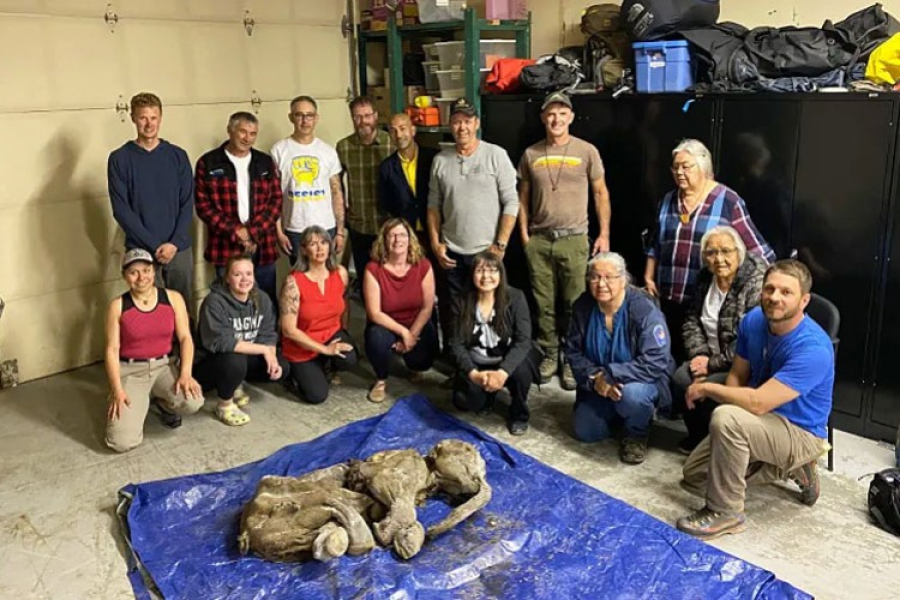 Zaleđeno mladunče mamuta pronađeno u Kanadi, prvo takvo otkriće u Sjevernoj Americi