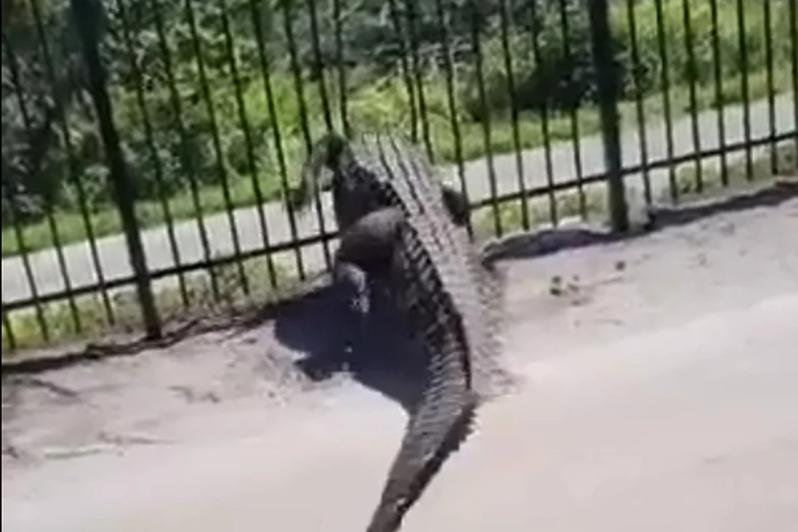 Aligator na Floridi s lakoćom prošao kroz metalnu ogradu