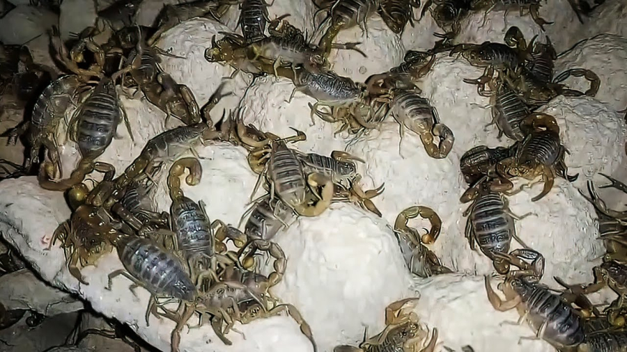 Najopasniji posao na svijetu