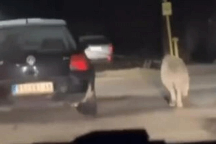Skandalozan snimak: Psa vodi na povocu dok vozi auto
