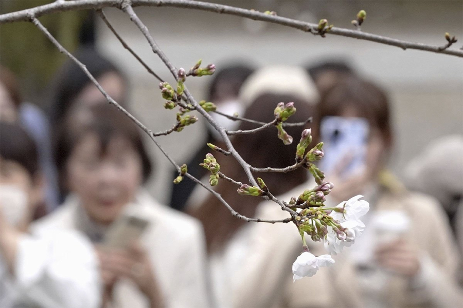 Japan obilježio početak cvjetanja japanske trešnje, sakure